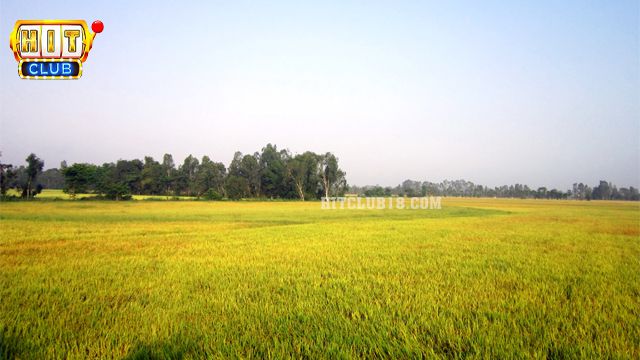 Mơ thấy cánh đồng lúa mang lại ý nghĩa đặc biệt gì?