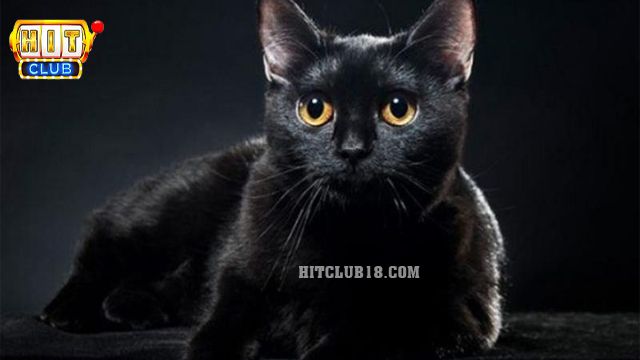 Nằm mơ đang đan len hình con mèo đen