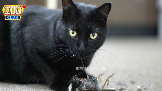 Chiêm bao nhìn thấy con mèo đen của người khác