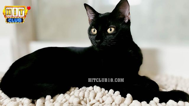 Tìm hiểu về loài mèo đen là gì?