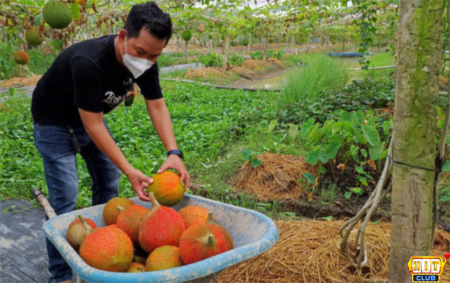 Nằm mộng thấy hái gấc màu vàng