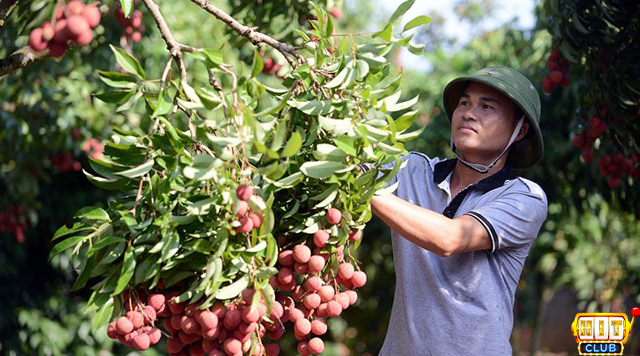 Nằm mơ thấy hái vải