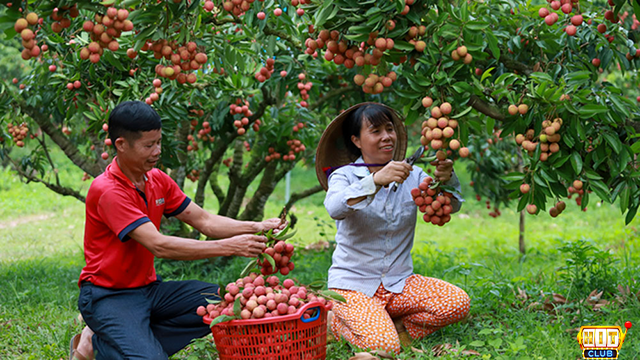 Chiêm bao thấy hái vải đi biếu